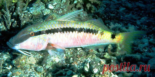 Parupeneus forsskali (Лат.), Red Sea goatfish (Англ.), 金带拟羊鱼 (Кит.)
Размер - до 28 см.
Глубина обитания 2 -35 м. 
Преимущественно ночная рыба, однако можно встретить и днем.
Стайная рыба, может создавать огромные скопления. 
Половой зрелости достигают на втором-третьем году жизни.
