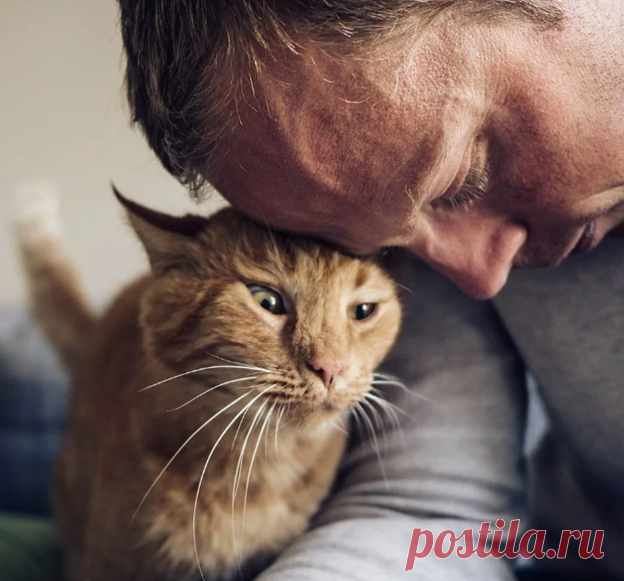 Рыжий друг (рассказ) | Тайган | Дзен