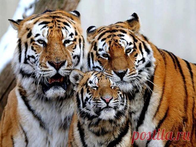 Planet Tiger - Planet Tiger добавил(-а) новое фото.