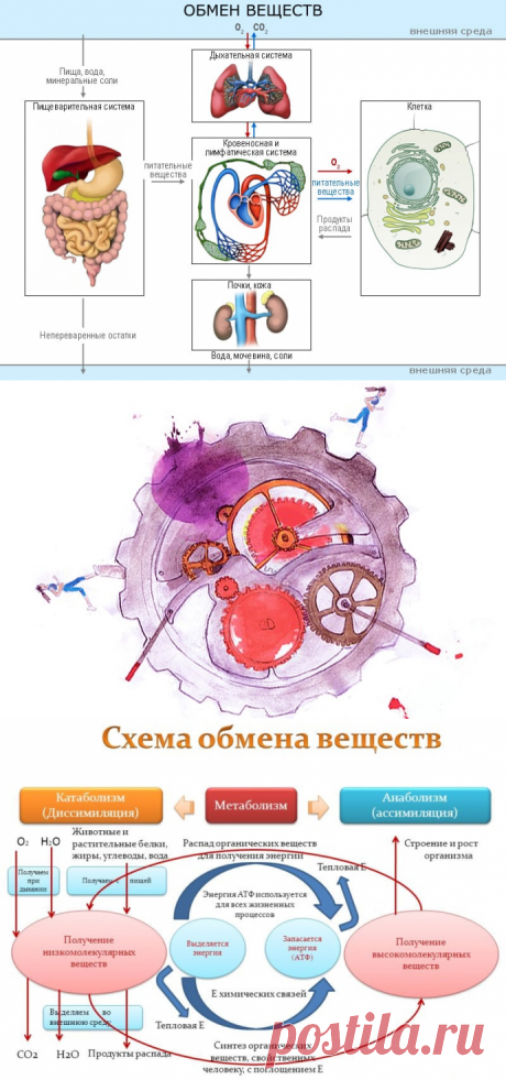 Причины нарушения обмена веществ в организме и их устранение — Диеты со всего света