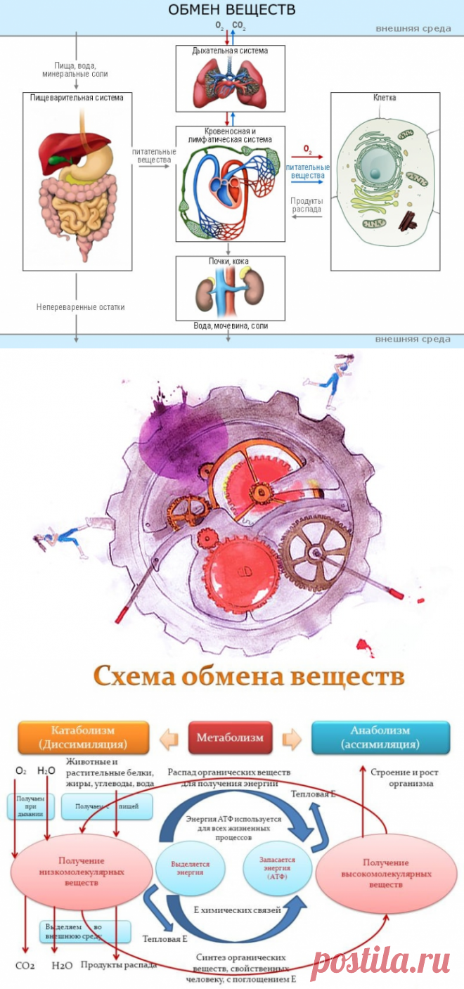 Причины нарушения обмена веществ в организме и их устранение — Диеты со всего света