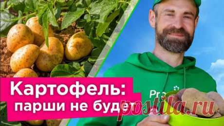 Что сделать, чтобы картофель не болел паршой? Как избавиться от парши картофеля | Procvetok | Дзен