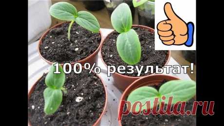 Как вырастить рассаду огурцов за 3 дня.Как посеять огурцы.100% результат при t не ниже +25./1часть/ Хотите заработать на своем канале YouTube? Подключение к Партнёрки AIR здесь: https://join.air.io/Lora Партнёрская программа aliexpress: https://cashback.epn....