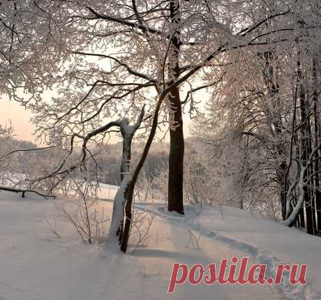 35PHOTO - Гелена Гленкова - Распушились деревья инеем...