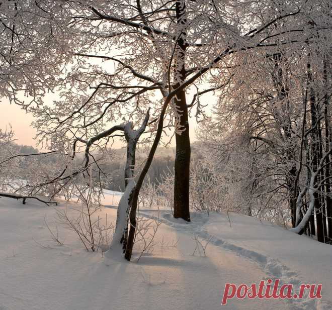 35PHOTO - Гелена Гленкова - Распушились деревья инеем...