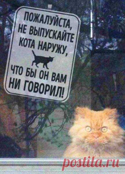 Слово не воробей. Вылетит — береги скворечник!