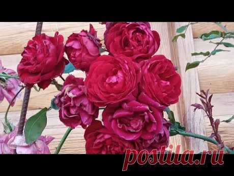Розы в октябре. Ошибки при обрезке и укрытии. - YouTube