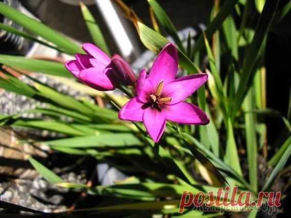 Иксия в домашних условиях