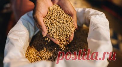 Середюк: Кузбасс по итогам уборочной кампании обеспечил себя зерном. Губернатор Кемеровской области Илья Середюк заявил, что по итогам уборочной кампании регион полностью обеспечил себя зерном. Читать далее