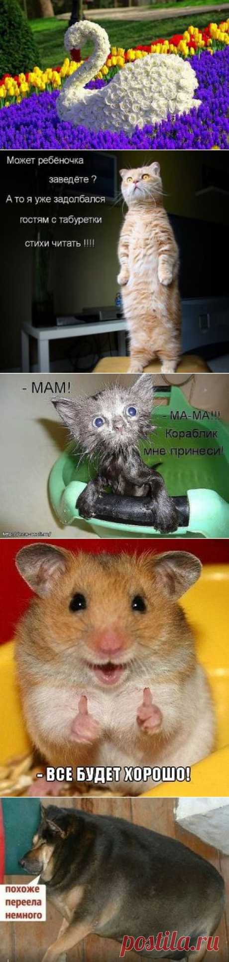 Главная prikoli.okis.ru