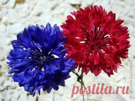 ЦВЕТЫ ИЗ КАПРОНА и ТКАНИ | Записи в рубрике ЦВЕТЫ ИЗ КАПРОНА и ТКАНИ | Дневник Belenaya