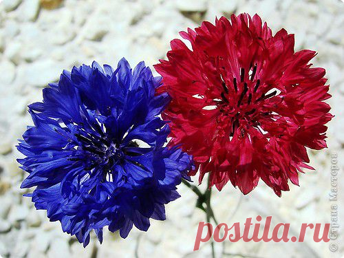 ЦВЕТЫ ИЗ КАПРОНА и ТКАНИ | Записи в рубрике ЦВЕТЫ ИЗ КАПРОНА и ТКАНИ | Дневник Belenaya