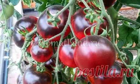 Томат Черная богиня: описание сорта, отзывы, фото, урожайность | tomatland.ru
