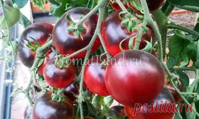Томат Черная богиня: описание сорта, отзывы, фото, урожайность | tomatland.ru
