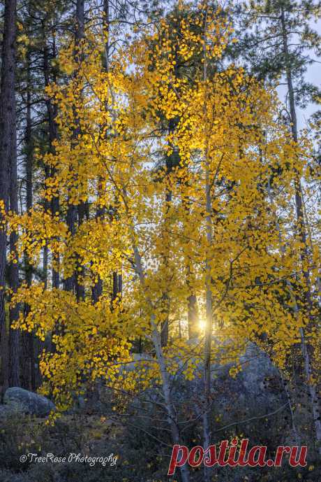 Autumn Shimmer "Autumn Shimmer:" Aspen leaves take on an even more brilliant gold as they scintillate with the last rays of sunlight. It was a fairly windy day, making the leaves appear to dance and flutter in the fading light. While this made for less than ideal shooting conditions due to the wind and low light combined, that night we received our lowest below-freezing temperatures of the season followed by even higher intensity winds the next day. When I went back 2 days...