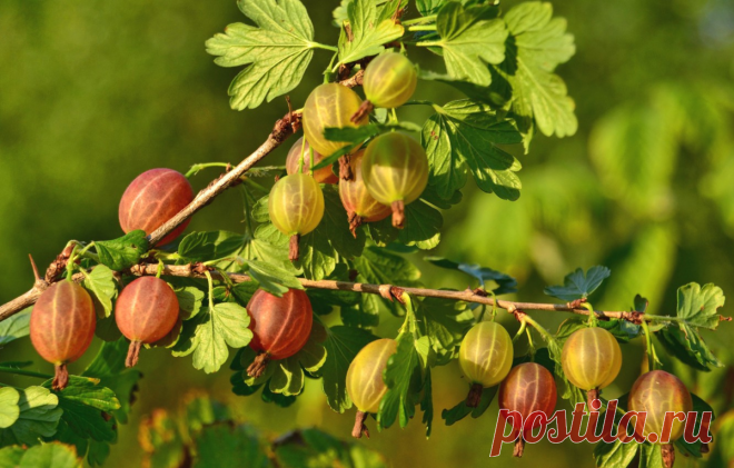 Как бороться с крыжовниковым и вишневым пилильщиком: грамотные советы специалиста и простые способы борьбы | Антонов Сад | Яндекс Дзен
