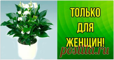 ЭТОТ ЦВЕТОК ПРИВЛЕКАЕТ ЖЕНСКОЕ СЧАСТЬЕ! А у вас есть такой?
Хотите верьте-хотите нет, но и правда привлекает! Когда-то моя тетка подарила нам с мужем и в семье все наладилось! Спасибо большое за эту информацию! Очень полезно и интересно, я не все знала…
Этот …