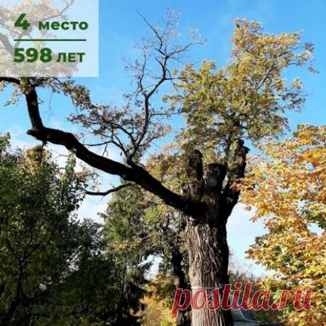 Где находятся самые старые деревья России и сколько им лет?
