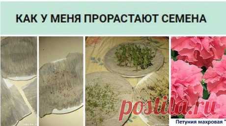 У МЕНЯ ПРОРАСТАЮТ СЕМЕНА
хочу поделиться с Вами своим методом проращавания семян. 
В данном случае цветов. Покупая цветы в пачках, мне много раз попадались пакетики в которых цветы не прорастают, как бы я ими не занималась. И вот в одном из журналов я нашла замечательный совет, которым пользуюсь уже третий год и он меня еще ни разу не подвел.Значит так, купили Вы семена и боитесь что они могут не прорости, чтобы результат вас порадовал надо взять салфетку или же как я туалетную бумагу сложенную