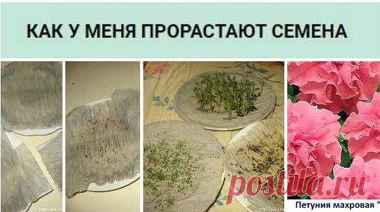 У МЕНЯ ПРОРАСТАЮТ СЕМЕНА
хочу поделиться с Вами своим методом проращавания семян. 
В данном случае цветов. Покупая цветы в пачках, мне много раз попадались пакетики в которых цветы не прорастают, как бы я ими не занималась. И вот в одном из журналов я нашла замечательный совет, которым пользуюсь уже третий год и он меня еще ни разу не подвел.Значит так, купили Вы семена и боитесь что они могут не прорости, чтобы результат вас порадовал надо взять салфетку или же как я туалетную бумагу сложенную
