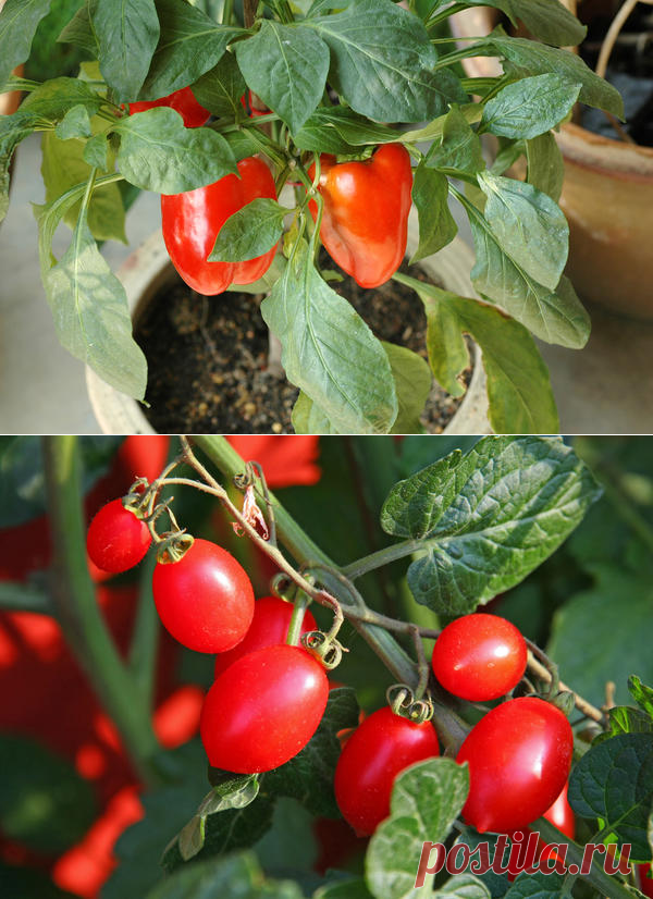 Домашний огород: 6 овощей, которые вы можете вырастить на подоконнике