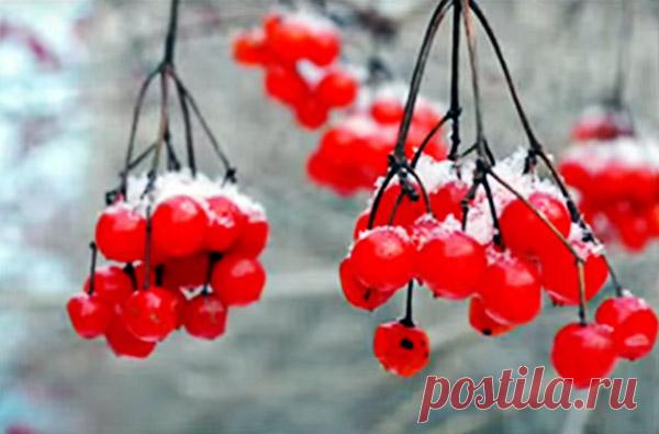 Польза и вред ягоды калины. Народные средства лечения калиной