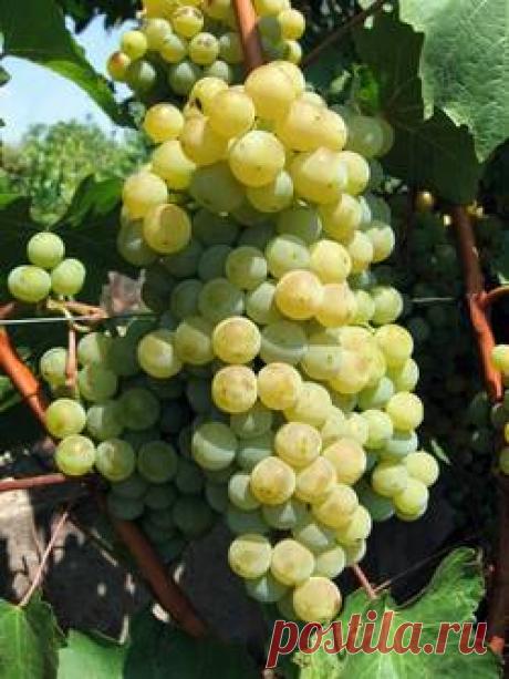 Виноград Цитронный Магарача - купить саженцы из питомника, цена в Нижнем Новгороде