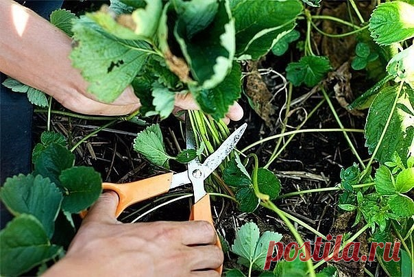 Когда нужно скашивать ботву клубники? 

1. Скашивание листьев клубники у нас уже давно вошло в моду. Ежегодно можно наблюдать, как многие дачники занимаются покосами практически до конца августа, ни сколько не заботясь о последующих подкормках и не учитывая особенности того или иного сорта клубники. 
2. Оптимальный срок покоса листьев клубники с 6 по 15 июля. Запоздание со скашиванием листьев сортов клубники с ранним сроком созревания принесет вреда больше, чем пользы, т. ...