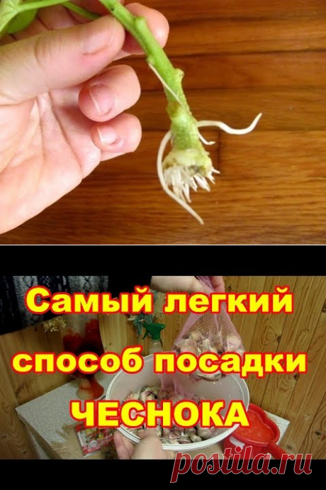 Безопасное ,но очень эффективное средство от болезней и вредителей на огурцах - YouTube