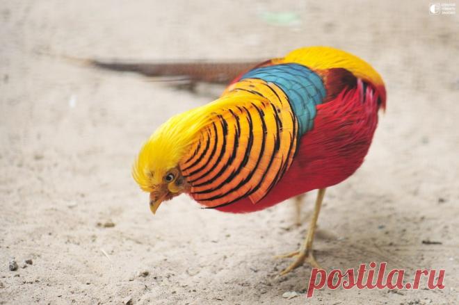 Золотой фазан - Путешествуем вместе