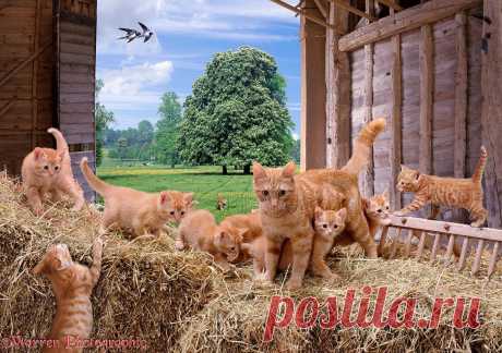 Cats in a barn jigsaw photo - WP01333