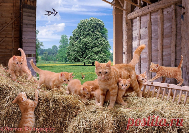 Cats in a barn jigsaw photo - WP01333