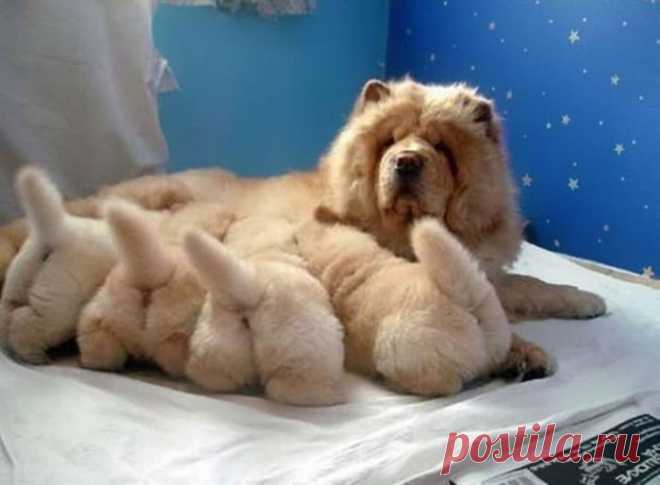 20 фотографий мамочек-собак и их милых щеночков