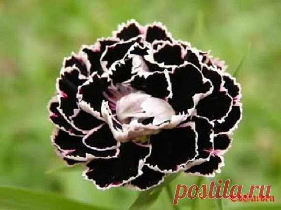 30+ Black and white Carnation / Perennial Flower Seeds 30 SEEDS.....THE CARNATION IS A DELICATE, DURABLE & DELIGHTFUL FLOWER . WE ARE OFFERING 30 SEEDS. THESE ARE A DEEP DEEP DARK PURPLE (LOOKS LIKE BLACK) WITH WHITE LACY EDGINGS. CARNATIONS ARE ONE OF THE WORLDS OLDEST CULTIVATED FLOWERS. IT IS EASY TO GROW, WONDERFULLY FRAGRANT AND EXTREMELY TOUGH. BLOOMS THE SECOND YEAR. CAN BE GROWN IN THE GARDEN OR IN CONTAINERS IN-DOORS. WILL REACH A HEIGHT OF 18-24 INCHES. IT IS AN ...