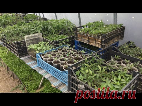 МОЯ РОЗСАДА.  Що додати в ямку при висаджуванні розсади.??