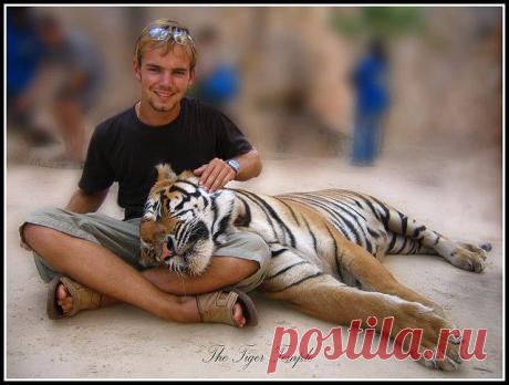 Храм тигров в Таиланде
Глубоко на западе Таиланда в округе Сай Йок, провинция Канчанабури, в лесах недалеко от границы с Мьянмой находится знаменитый Храм тигров, или Ват Па Луангта Буа Янасампанно. Он представляет собой буддийский лесной монастырь, созданный настоятелем Пхра Ачарн Пхусит Кантхитхаро в 1994 году с целью проповедования буддизма и охраны дикой природы и леса. Кроме прямого предназначения высокопоставленный монах задумывал его еще и как приют для диких животных.
