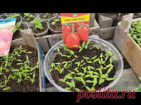 ПОМИДОРЫ НА РАССАДУ. ранние помидоры. помидоры кустовые на рассаду. видео