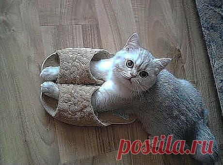 Кто первый встал того и тапки