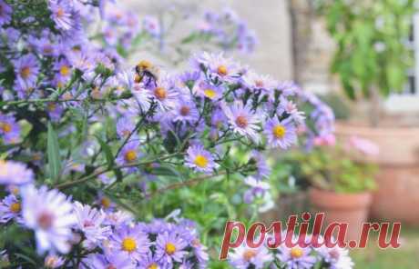 Самые интересные сентябринки для осеннего сада — Ботаничка