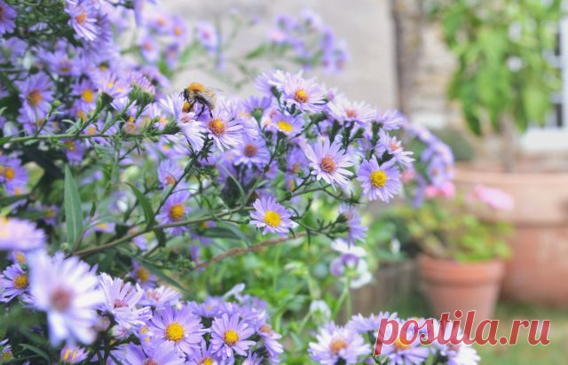 Самые интересные сентябринки для осеннего сада — Ботаничка