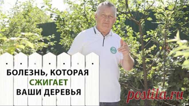 Монилиальный ожог - СТРАШНЫЙ СОН любого садовода. Как его побороть?