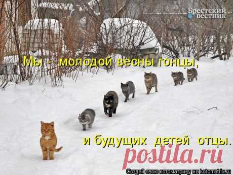 Котоматрица: Мы - молодой весны гонцы, и будущих детей отцы.