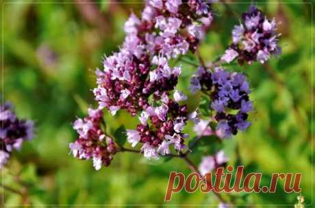 Душица (зимний майоран) - Портал «Домашний»