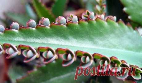 Лечение жировика народными средствами