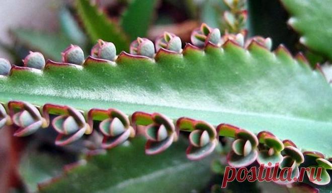 Лечение жировика народными средствами