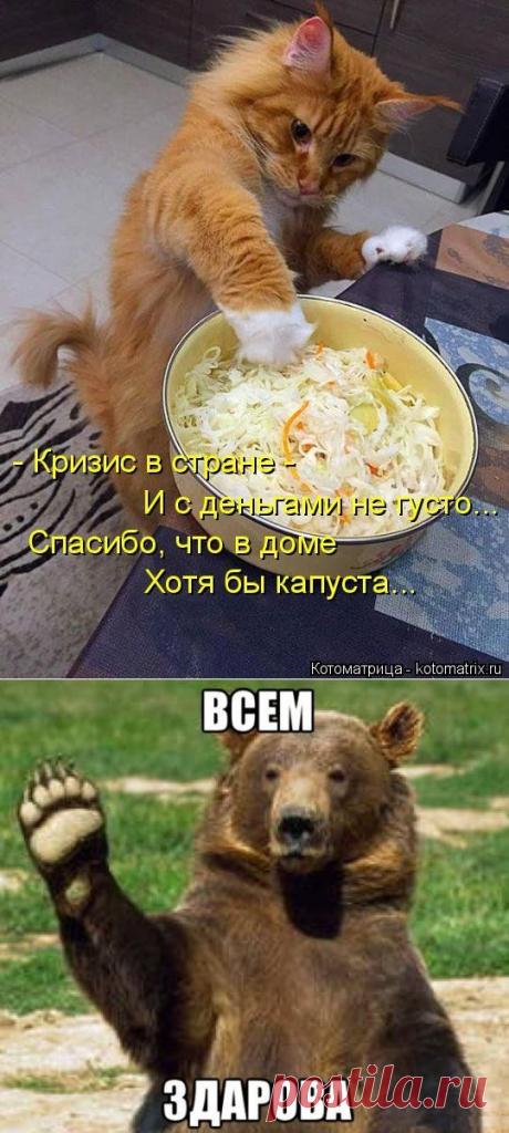 Приколы про животных | Приколисты в картинках