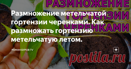 Размножение метельчатой гортензии черенками. Как размножать гортензию метельчатую летом.