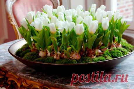 Как вырастить тюльпаны, нарциссы, гиацинты и мускарики к Новому году