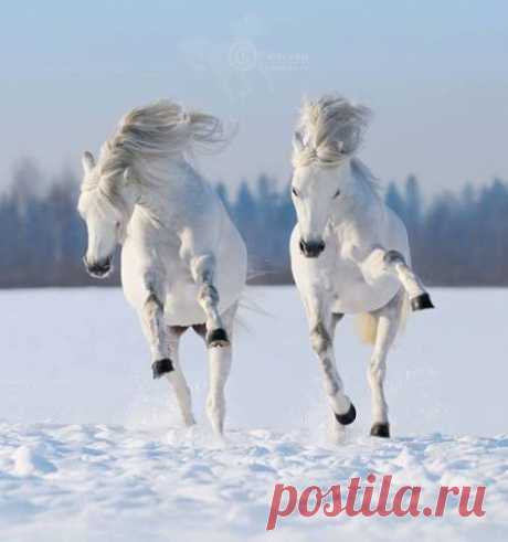 ВСЁ ЛУЧШЕЕ ИЗ YOU TUBE (16 плюс)
Addalliz (Аддаллиз)
