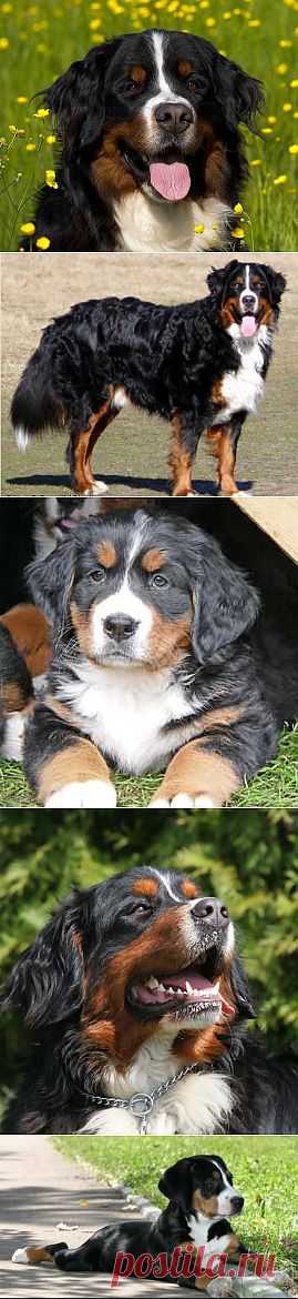Бернский Зенненхунд (Berner Sennenhund) - по другому бернская овчарка или пастушья собака, фото и описание породы, продажа щенков, содержание и ухо | Animal.ru